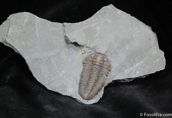 Prone Flexicalymene Trilobite ( Inches) #918